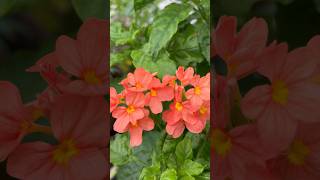 🌱A Beautiful Crossandra  Aboli Flowers in my garden 💐homegarding 🏡🧑‍🌾ytshots viralshorts [upl. by Gusti]