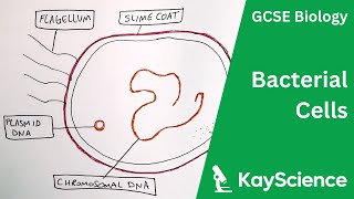 Bacterial Cells  GCSE Biology  kaysciencecom [upl. by Norramic]