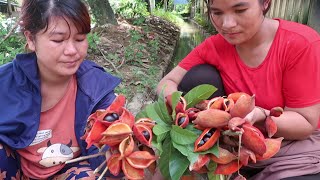 Eat yellowfleshed fruit Sterculia lanceolata [upl. by Ntsuj238]