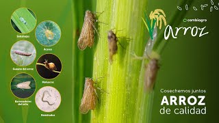 𝐏𝐥𝐚𝐠𝐚𝐬 𝐦𝐚́𝐬 𝐜𝐨𝐦𝐮𝐧𝐞𝐬 en cultivo de arroz [upl. by Adnah]