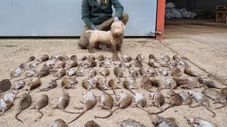 80 rats destroyed in fast action ratting with terriers [upl. by Oirogerg]