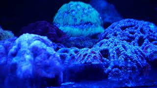 back on 2 week water changes reef tank mp4 video stylophora milka blue [upl. by Eciened]