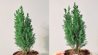 Chamaecyparis Lawsoniana or Lawson Cypress or Ellwoodii Part 001  Plant Vlog 188 [upl. by Nosreme297]