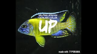 HELPING AFRICAN CICHLIDS COLOR UP  aquarium hints amp tips [upl. by Oinesra]