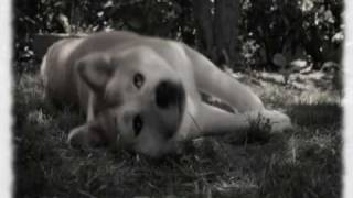 ♥Hachiko A Dogs Story♥  Bittersweet [upl. by England]