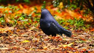 Satin Bowerbird Ptilonorhynchus violaceus ♂  Seidenlaubenvogel 1 [upl. by Daegal]