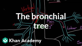 The bronchial tree  Advanced respiratory system physiology  Health amp Medicine  Khan Academy [upl. by Hudis]