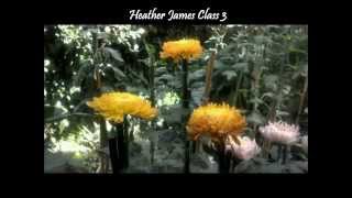 Growing Chrysanthemums SeptemberOctober Tasks [upl. by Atews]