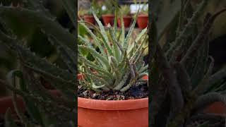 Aloe Humilis from My Cactus amp Succulents Plants Collection [upl. by Asusej]