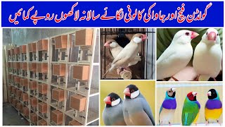 Gouldian Finch Setup  Fawn Java Breeding Setup  Finch Bird Farming in Multan Pakistan 2024 [upl. by Aninnaig]