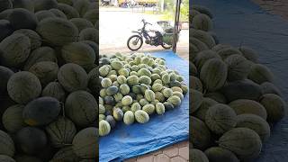 Menggugah selera🤤🍉🍉🍉fypシ゚viral fruit nature watermelon semangkamerahsemngatshortvideo sorts [upl. by Pellet]