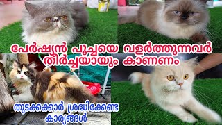 How to care Persian Cats In Malayalam  പേർഷ്യൻ പൂച്ചയെ എങ്ങിനെ പരിപാലിക്കാം  Vasi Vlogz [upl. by Nicolette]