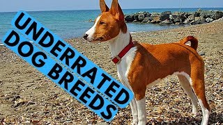 TOP 10 Most Underrated Dog Breeds [upl. by Athalia309]