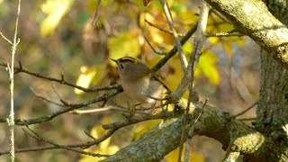 The Goldcrest and its call [upl. by Laumas]