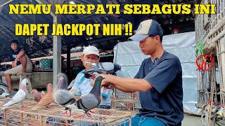 DAPET JACKPOT NEMEU MERPATI PAKE RING NASIONAL DI PASAR LANGSUNG SAJA BUNGKUS [upl. by Ladd]