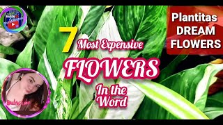 MOST EXPENSIVE FLOWERS IN THE WORLD  TOP 7 [upl. by Tracie507]