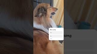 Dog sing a song coolie dogsong siblings germanshepherd husky doglife youtube [upl. by Utta683]