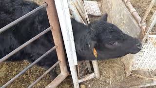 BABY COW STUCK KIND FARMERS GOTTA GET HER OUT FAST compassioninjury calf cattle break [upl. by Aserahs]