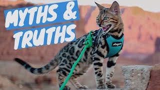 BENGAL CAT myths VS facts  After having a Bengal Kitten for 4 months [upl. by Annorah]