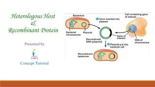 Recombinant Protein amp Heterologous Host  Biotechnology Principles and Processes Part 8  Class 12 [upl. by Cheatham861]