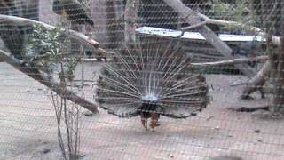 PAVO REAL CON SUS PLUMAS DESPLEGADAS  PARTE 1  FUNNY ANIMAL BLOOPERS [upl. by Ellenwad703]