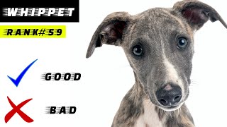 Whippet Pros And Cons [upl. by Azilef]