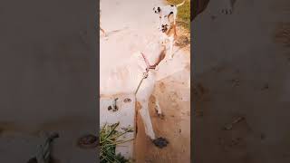 Devil pitbull dog breedpitbullfacts dog pitbull facts punjabi punjabisong music shorts [upl. by Ihtraa652]