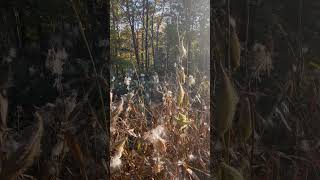 Milkweed in the Air nature tranquil monarchcaterpillar seeds outdoors shorts insect milkweed [upl. by Attiuqihc]