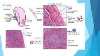 Spleen disorders and Hypersplenism [upl. by Eivod944]