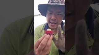 how to eat a rambutan by Hoeyfarmer [upl. by Htiekel]