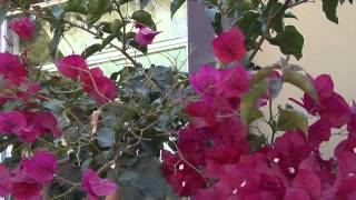 How to Trim Climbing Bougainvillea for Maximum Bloom  Great Gardening [upl. by Darum]