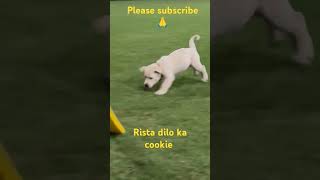 Rista dilo ka cookie cookie doglover movie bollywood trending sad funny [upl. by Lauhsoj]