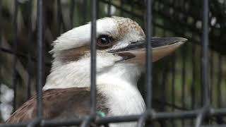 ワライカワセミ 羽村市動物公園 2018年4月8日 [upl. by Atiluj]