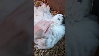 Petting a broody goose [upl. by Cowley]