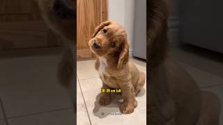 Discover the Affectionate American Cocker Spaniel [upl. by Jamel415]