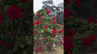 Poinsettia ♥️♥️♥️youtubeshorts reels homegarden reels flowers poinsettia [upl. by Juli]