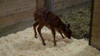 MD Zoo  Baby Sitatunga Jelani [upl. by Samford]