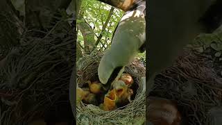 long tailed shrike bird babies P 4 shortsfeed trendingvideo [upl. by Sukhum]