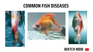 Common fish diseases [upl. by Tsiuqram903]