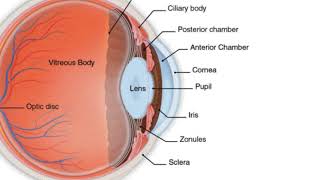 Eye Anatomy [upl. by Eilasor]