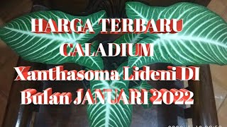 HARGA CALADIUM XANTHOSOMA LIDENI DI BULAN JANUARI 2022 [upl. by Isoais757]