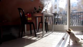 papillon dog barking at incense stick [upl. by Hteb]