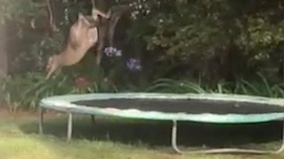 Kangaroo Flips Off Trampoline [upl. by Betz160]