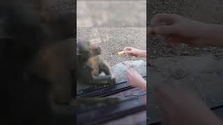 A monkey watching magic tricks funny apes animals [upl. by Lewan]