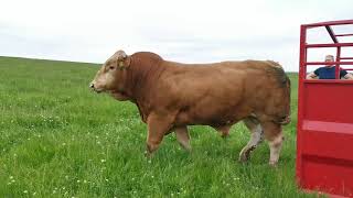 Limousin bull 22 months [upl. by Margarette]