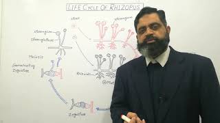 Zygomycota Urdu Hindi medium profmasoodfuzail Life cycle of Rhizopus  Conjugating Fungi [upl. by Holmes5]