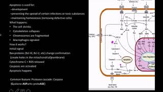 Apoptosis [upl. by Eustashe]