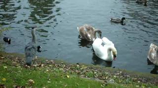 Dancing Gray Heron Swan vs Gray Heron Part II by Ani Male [upl. by Enialedam383]