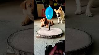 Tiger Ka Shikar YouTube short video  bail Karen ise🐕🤔🐕 [upl. by Yelnek601]