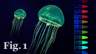 How glowinthedark jellyfish inspired a scientific revolution [upl. by Nyleikcaj]